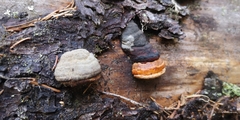 Fomitopsis pinicola