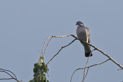 European Wood Pigeon