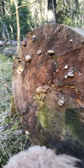 Fomitopsis pinicola