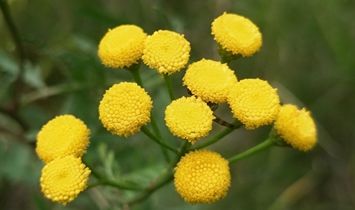 tansy