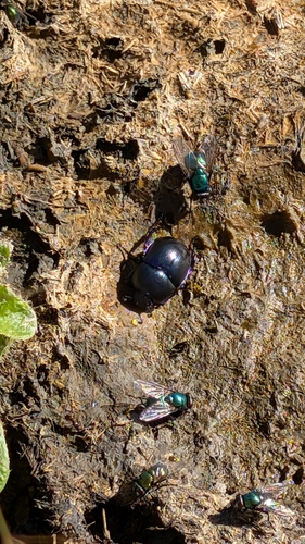 Springtime Dung Beetle