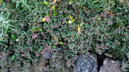 Corrigiola litoralis, photograph 2
