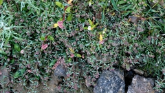 Corrigiola litoralis, photograph author not stated, no rights reserved