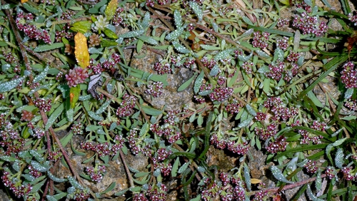 Corrigiola litoralis, photograph 3