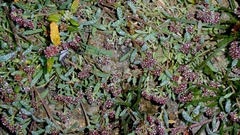 Corrigiola litoralis, photograph author not stated, no rights reserved