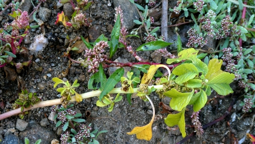 Amaranthus blitum, photograph 2