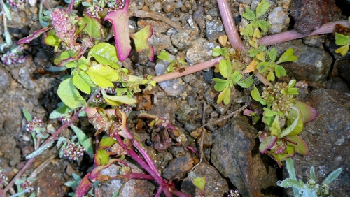 Amaranthus blitum, photograph 4