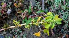 Amaranthus blitum, photograph author not stated, no rights reserved