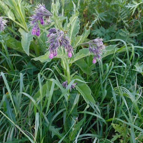 common comfrey