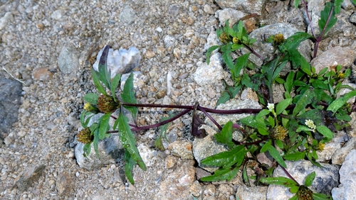 Bidens tripartita, photograph 6
