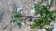Bidens tripartita, photograph author not stated, no rights reserved