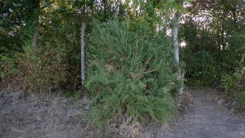 Ulex europaeus, photograph 6