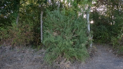 Ulex europaeus, photograph author not stated, no rights reserved