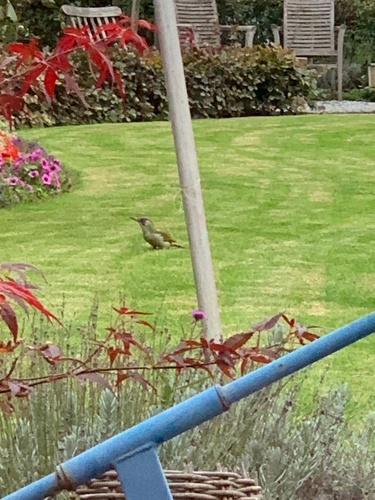 Eurasian Green Woodpecker