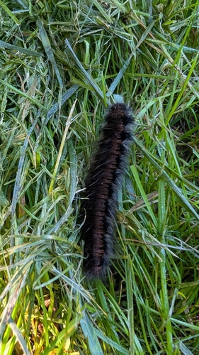 Fox Moth