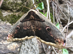 Saturnia pyri