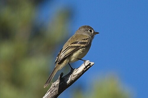 Dusky Flycatcher