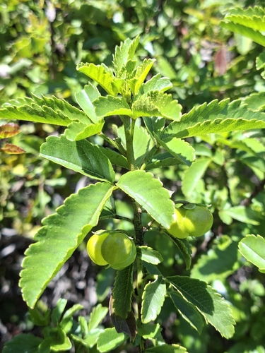 Llagunoa glandulosa