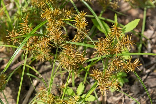 Cyperus odoratus, photograph 4