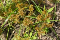Cyperus odoratus, photograph (c) Andrew Lai, some rights reserved (CC BY)