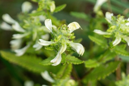 Pedicularis lanceolata, photograph 5