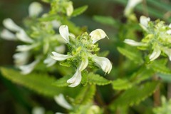 Pedicularis lanceolata, photograph (c) Andrew Lai, some rights reserved (CC BY)