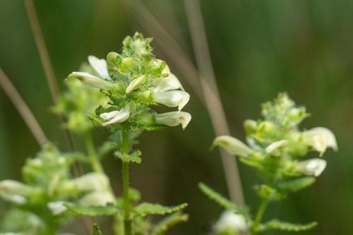Pedicularis lanceolata, photograph 6