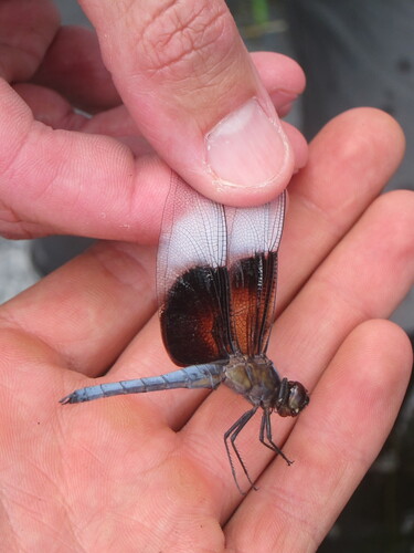 Widow Skimmer
