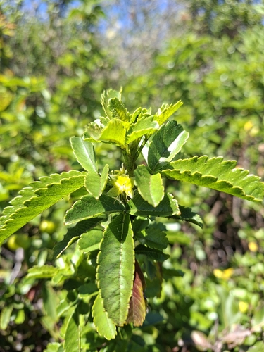 Llagunoa glandulosa, photograph 2