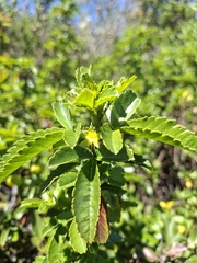 Llagunoa glandulosa, photograph (c) Orlando Fuenzalida, some rights reserved (CC BY)