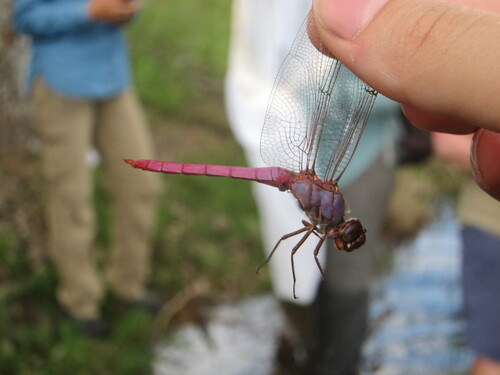 Roseate Skimmer
