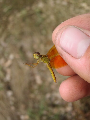 Mexican Amberwing