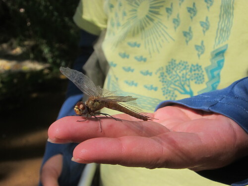Wandering Glider
