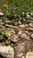 Erucaria hispanica
