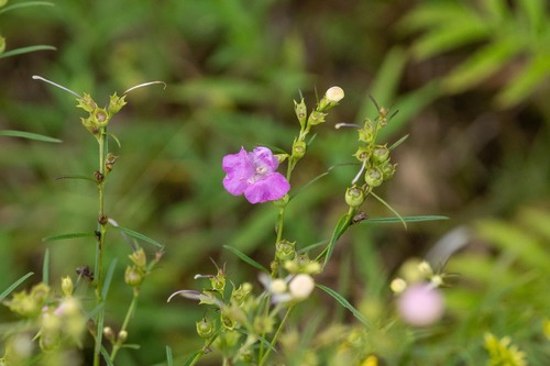 Agalinis purpurea
