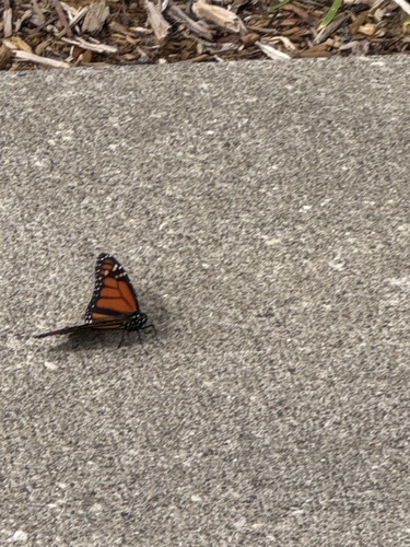 Monarch
