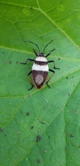 Largus balteatus