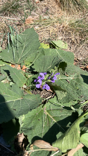 Meadow Sage