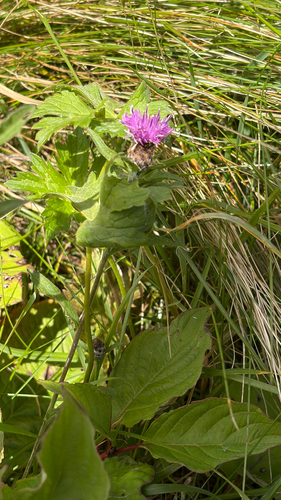 black knapweed