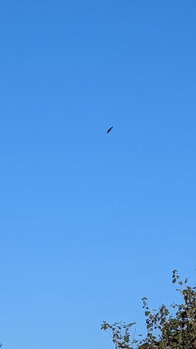 White-tailed Eagle