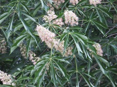 Aesculus turbinata