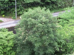 Aesculus turbinata