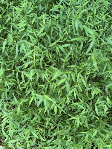 Japanese stiltgrass