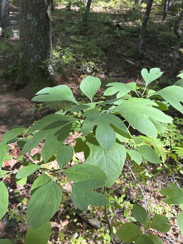 sassafras