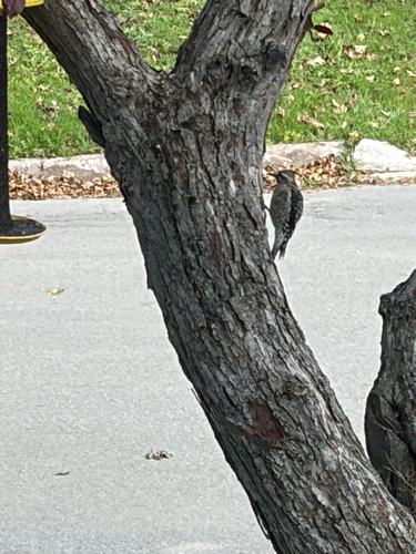 Yellow-bellied Sapsucker