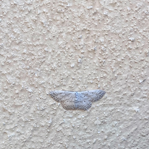Small Dusty Wave