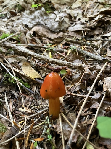 Western Witch's Hat