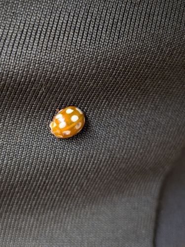 Little Arboreal Lady Beetle