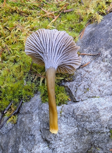 Yellowfoot