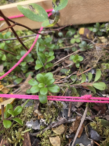 bearberry